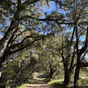 Black Mountain Trail on Yelp