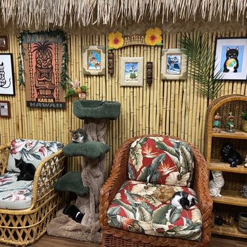 Aloha Kitty Cafe - Pet Adoption Near Me - Kailua, Hawaii