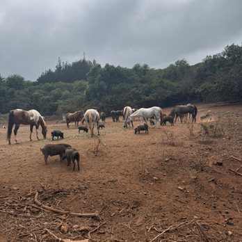 Maui Mountain Activities - Farm animals! - Horseback Riding Near Me - Wailuku, Hawaii