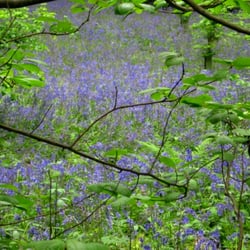 Bluebell Walk