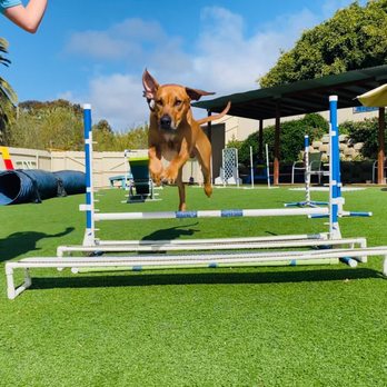 Kamp Kanine - Agility jumps - Pet Sitting Near Me - Encinitas, California