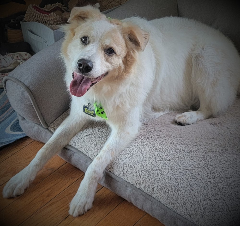 GREEN DOG CLEAN DOG Updated October 2024 Elk Grove Village