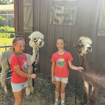 The Remedy Farm - 2 of the alpacas. - Attraction Farms Near Me - San Antonio, Florida