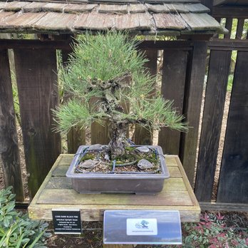 Woodward Park - Bonsai Tree - Parks Near Me - Fresno, California Woodward Park - Bonsai Tree - Parks Near Me - Fresno, California