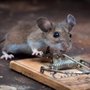 Photo of Amigos Pest Solution