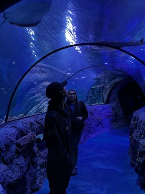 SEA LIFE San Antonio by null