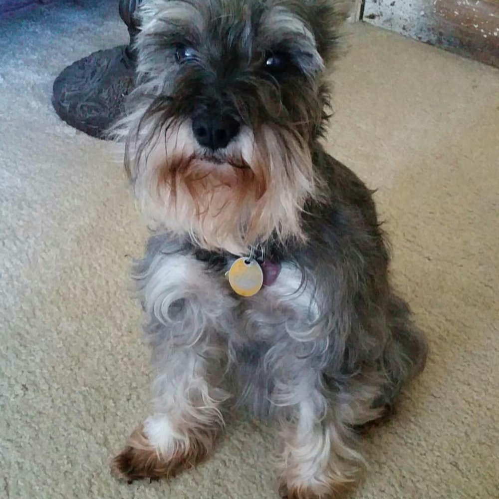 Mobile Pet Grooming - Greta before her haircut. - Pet Groomers Near Me Mobile Pet Grooming - Greta before her haircut. - Pet Groomers Near Me