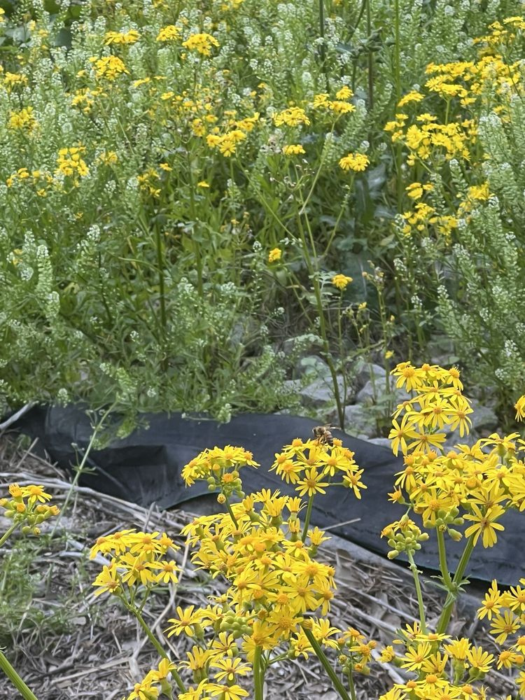 Perkins Road Community Park Logo