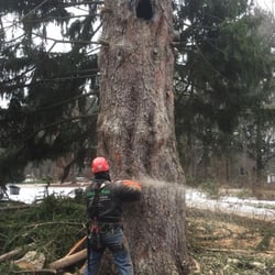 Green Man Tree & Buckthorn Services - Tree Removal Services in Waukesha and Milwaukee