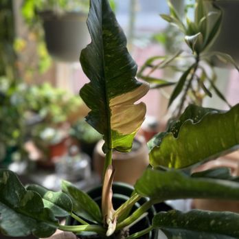 BetterGrow Hydro - Ring of fire $35 - Hydroponics Near Me - Pasadena, California BetterGrow Hydro - Ring of fire $35 - Hydroponics Near Me - Pasadena, California