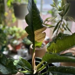 BetterGrow Hydro - Ring of fire $35