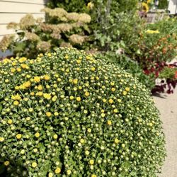 Wendland Landscape Services