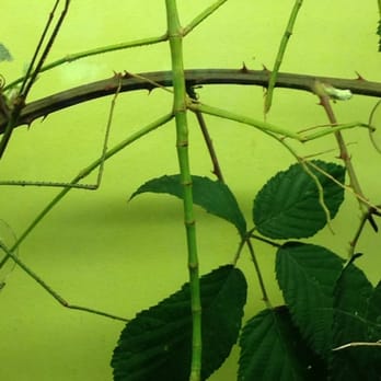Victoria Bug Zoo - The largest walking sticks ever! - Zoos Near Me - Victoria, British Columbia Victoria Bug Zoo - The largest walking sticks ever! - Zoos Near Me - Victoria, British Columbia
