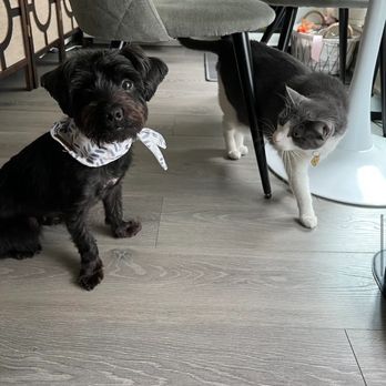 Groomit - Photos for reference - Pet Groomers Near Me