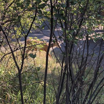 Amphitheater Campground - Tons of wildlife! The deer were right on our campsite - Campgrounds Near Me - Ouray, Colorado