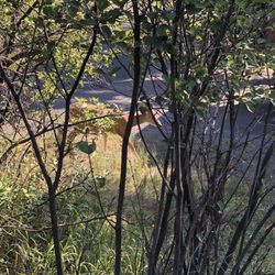 Amphitheater Campground - Tons of wildlife! The deer were right on our campsite