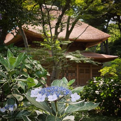 Sankeien Garden by null