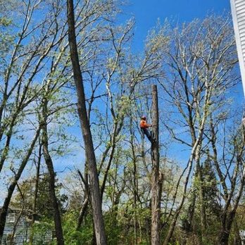 LTW.Lagunas Tree Work - Tree Services Near Me