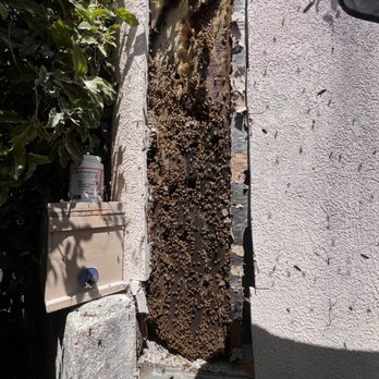 Ball Bee - The wall with the hives that Tim was able to safely remove and relocate (save) the bees!!! - Pest Control Near Me Ball Bee - The wall with the hives that Tim was able to safely remove and relocate (save) the bees!!! - Pest Control Near Me