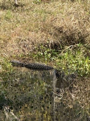 Okefenokee Swamp Park by null