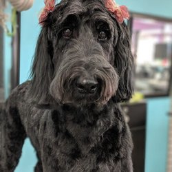 Total K9 - Spa day!