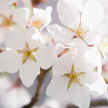 Mount Auburn Cemetery - Fruit trees in bloom - Funeral Services & Cemeteries Near Me - Cambridge, Massachusetts