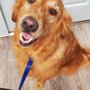 Photo of Furrbgon Dog Grooming