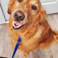 Furrbgon Dog Grooming