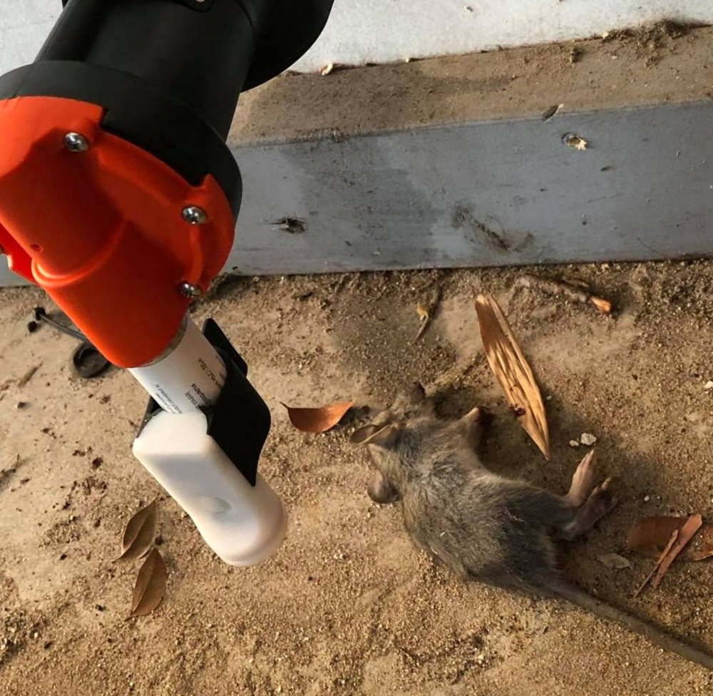 Wildlife Pest Removal Near Me Control and Management