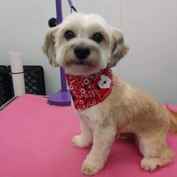 Blissful Paws Mobile Spaw