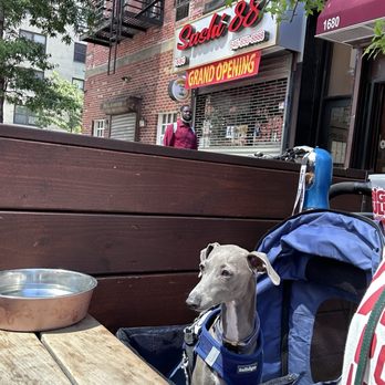 Avoca - Dogba seated outside - Pubs Near Me - New York, New York