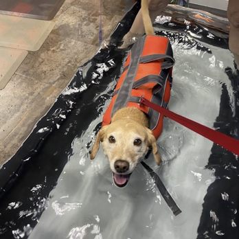 Cranberry Holistic Pet Care - Underwater treadmill - Veterinarians Near Me - Cranberry Township, Pennsylvania Cranberry Holistic Pet Care - Underwater treadmill - Veterinarians Near Me - Cranberry Township, Pennsylvania