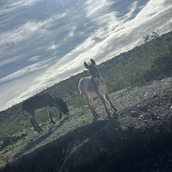 Town of Oatman - Local Flavor Near Me