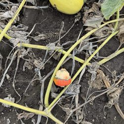 French Prairie Gardens - Acorn pumpkin