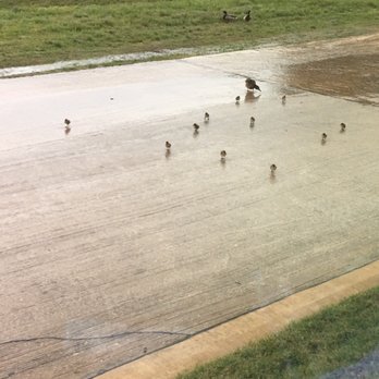 Local Pint - Baby ducklings crossing the parking lot. Looking from the restaurant window - Beer Bar Near Me - Flower Mound, Texas