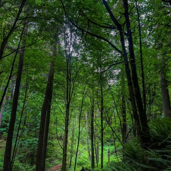 LLANDOVER WOODS GREENSPACE - Updated August 2025 - 29 Photos