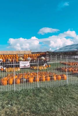 Belkin Family Lookout Farm - U-Pick Orchard - Taproom, Outdoor Dining and Market by null