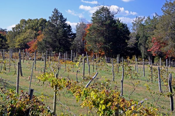 Rebec Vineyards by null