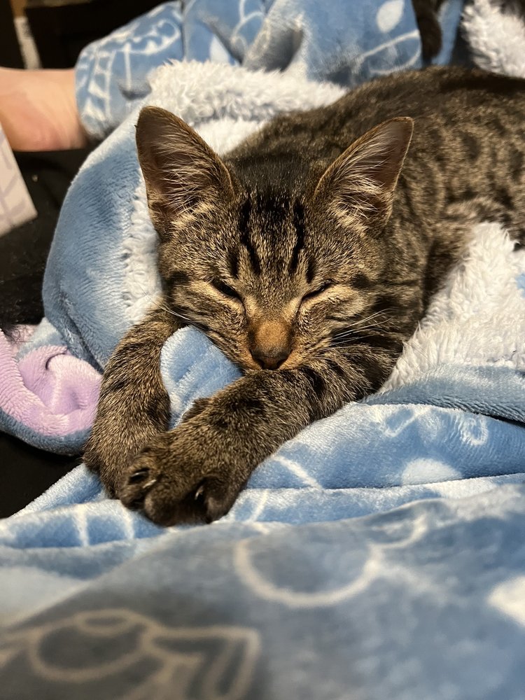 Planned PEThood - social services organization in Duluth, GA