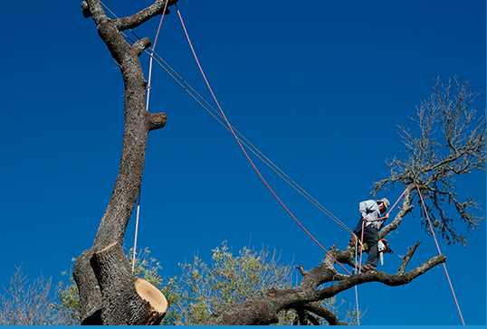 Slide of Treelanders Services