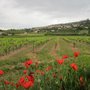 Photo of Language in Provence