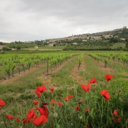 Language in Provence - View of Saint Saturnin-les Apt resting behind des vignobles et des coquelits.