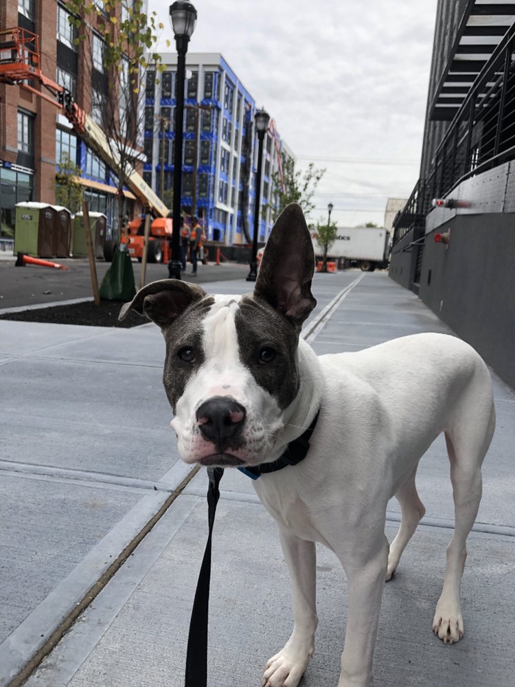 Sofia To The Rescue - pet boarding facility in North Arlington, NJ