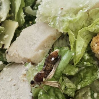 Panera Bread - Dead bug! - Salad Near Me - Kingwood, Texas