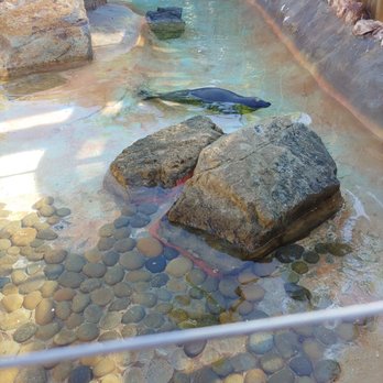 Bahia Resort Hotel - Seals - San Diego, CA