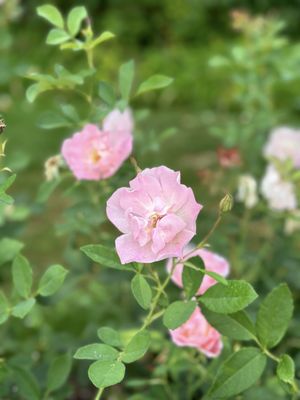 International Rose Test Garden by null