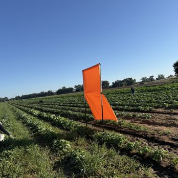 Davis Ranch, LLC - Fruits & Veggies Near Me - Sloughhouse, California