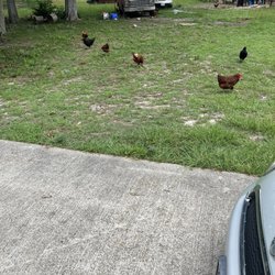 Grazing Way Farm - Chickens roaming around.