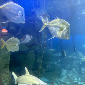 Shedd Aquarium - Aquariums Near Me - Chicago, Illinois Shedd Aquarium - Aquariums Near Me - Chicago, Illinois