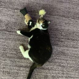 Amethyst and her cat toys